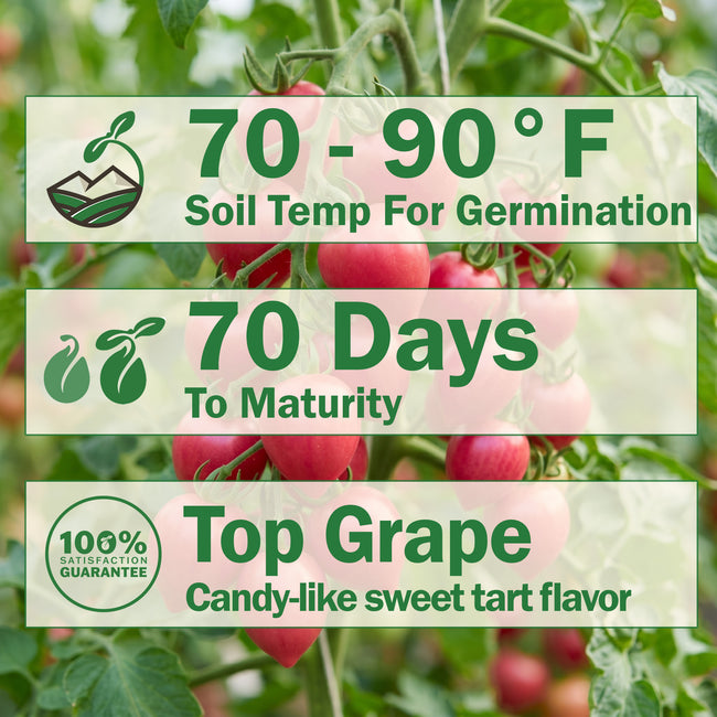 Raspberry Drop Tomato
