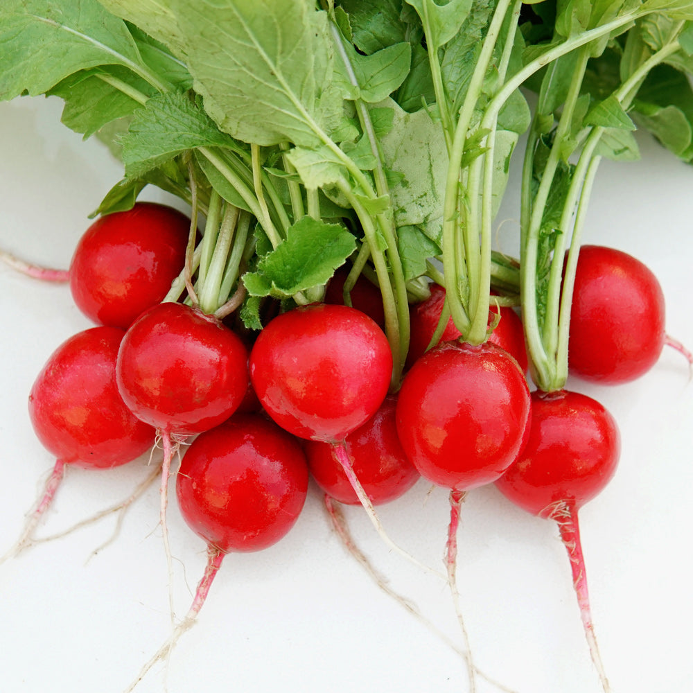 thumbnail image 2 of Radish Seeds For Planting - 1,200 Non-GMO Cherry Belle Heirloom Seeds 2 of 14