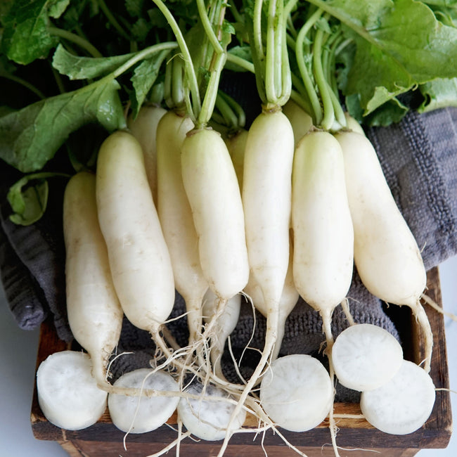 LEDA-RADISH