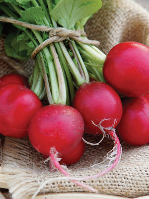 CHERRY BELLE-RADISH