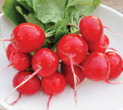 CELESTA-RADISH