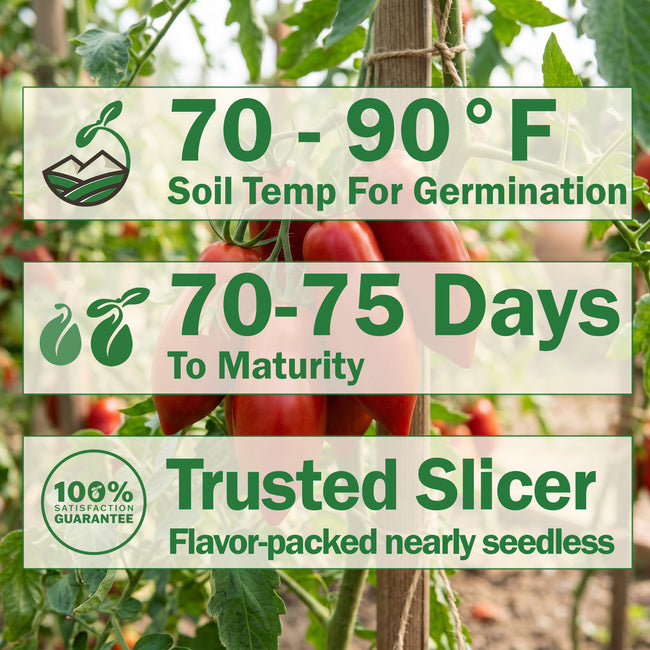 Siletz Tomato