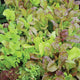 MILD MESCLUN BLEND SEED MAT-GOURMET MESCLUN SALAD BLENDS