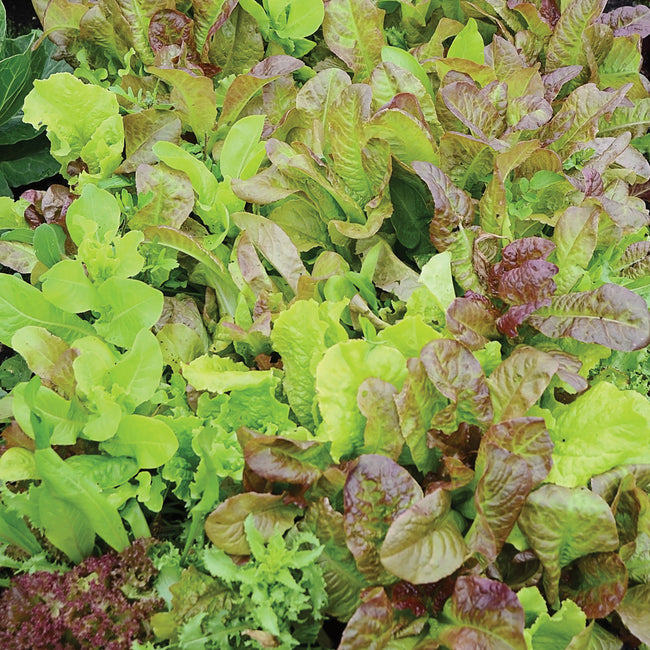 MILD MESCLUN BLEND SEED MAT-GOURMET MESCLUN SALAD BLENDS