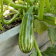 Bush Baby Summer Squash