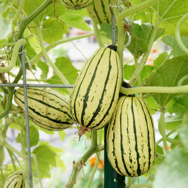 Striped squash growing on a vine with green leaves.