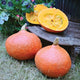 ORANGE SUMMER-SQUASH WINTER
