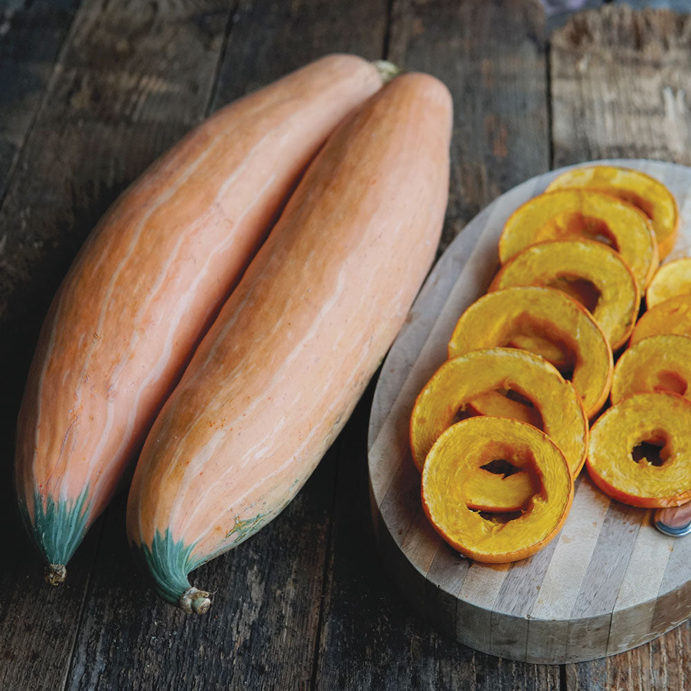North Georgia Candy Roaster Winter Squash | Territorial Seed