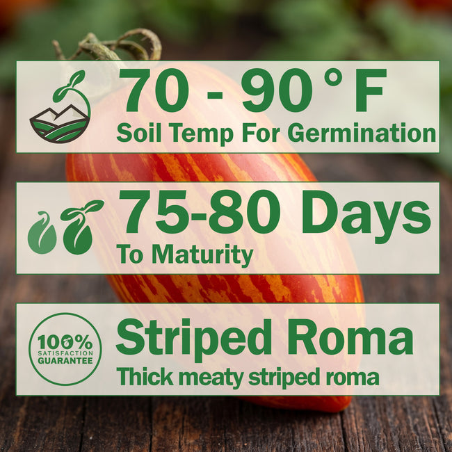 Striped Roman Tomato