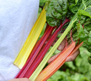 bright lights swiss chard plants being held by a person. The stalks are yellow, green, orange, and red.