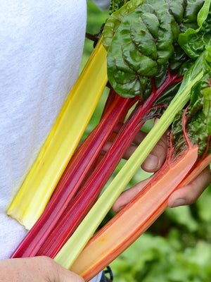 bright lights swiss chard plants being held by a person. The stalks are yellow, green, orange, and red.