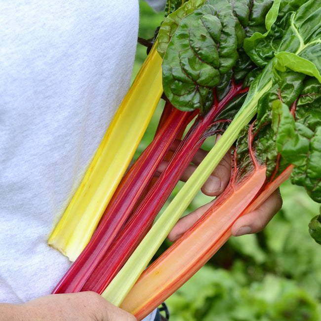 bright lights swiss chard plants being held by a person. The stalks are yellow, green, orange, and red.