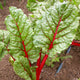 Leaves of rhubarb swiss chard plant growing in the soil.