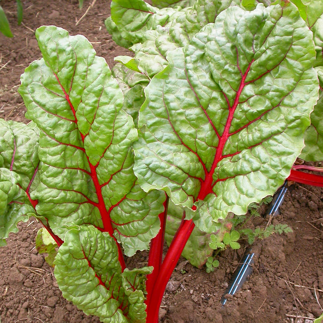 Leaves of rhubarb swiss chard plant growing in the soil.