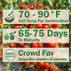 Sweet Million Tomato
