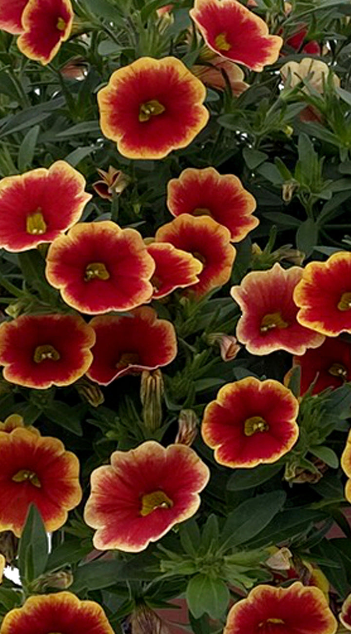 Close-up of red and yellow flowers with green leaves