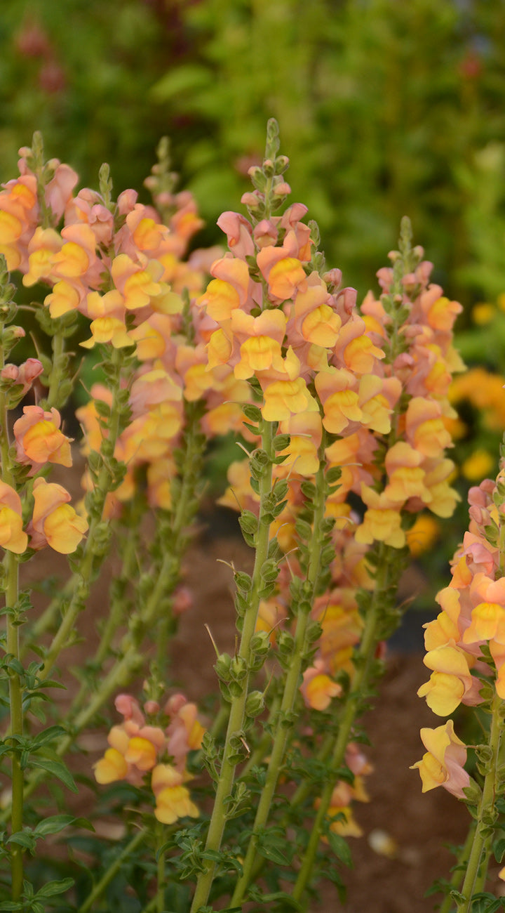 Madame Butterfly Mix Snapdragons - Thumbnail 4