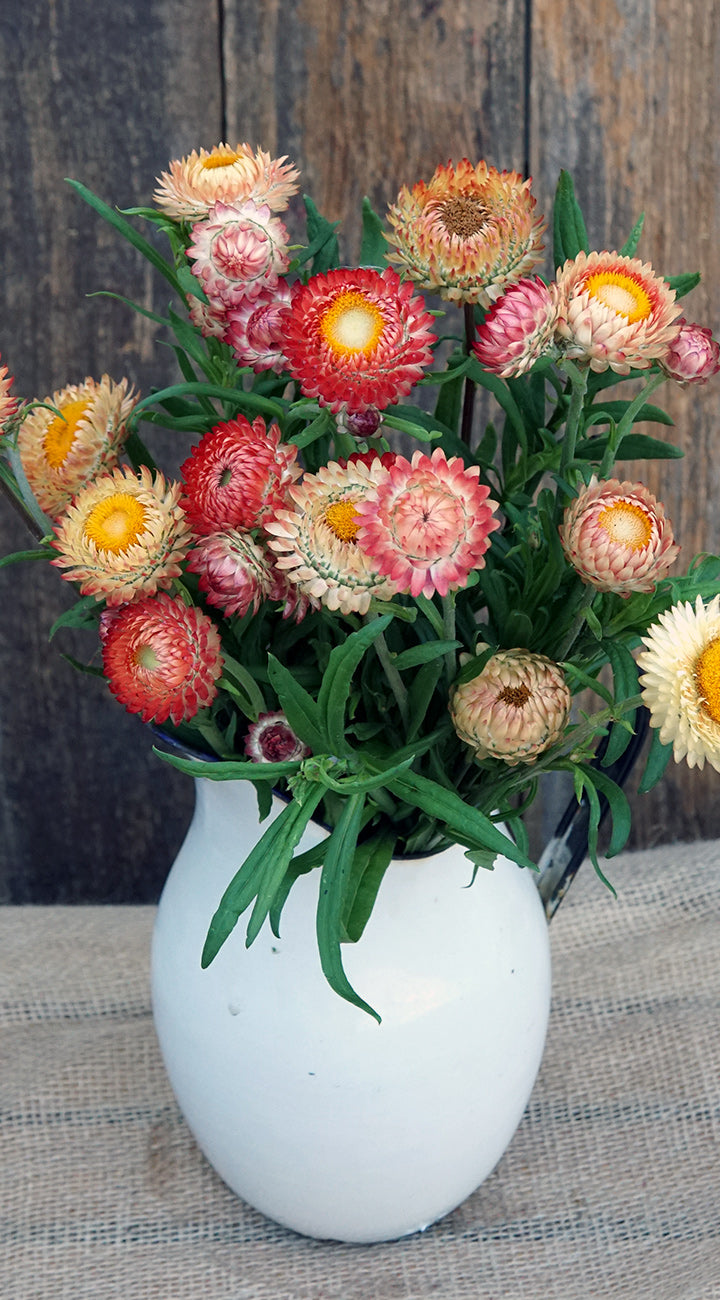 Tall Choice Double Mix Strawflower