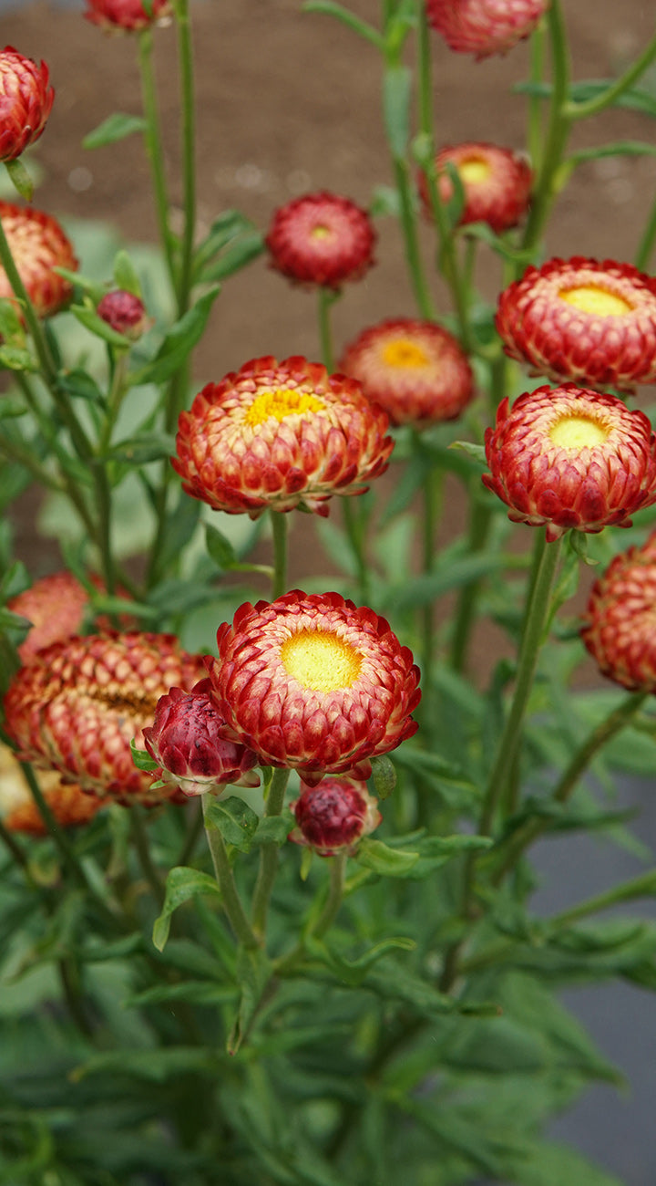 Tall Choice Double Mix Strawflower - Thumbnail 2