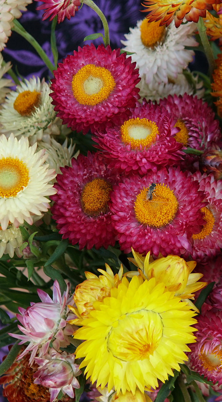 Tall Choice Double Mix Strawflower - Thumbnail 3