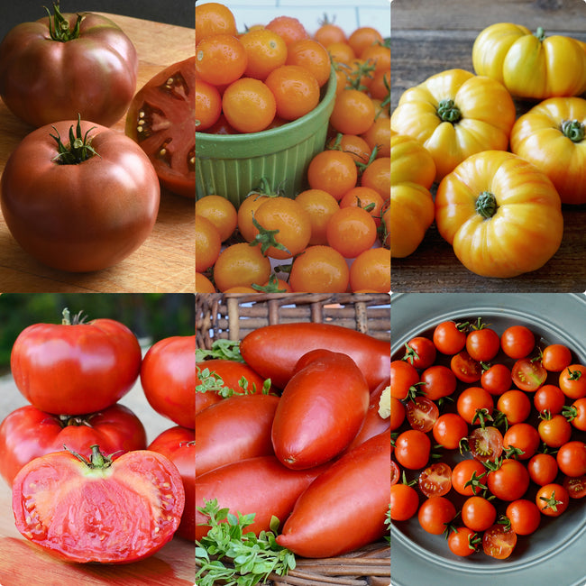 MODERN TOMATO COLLECTION