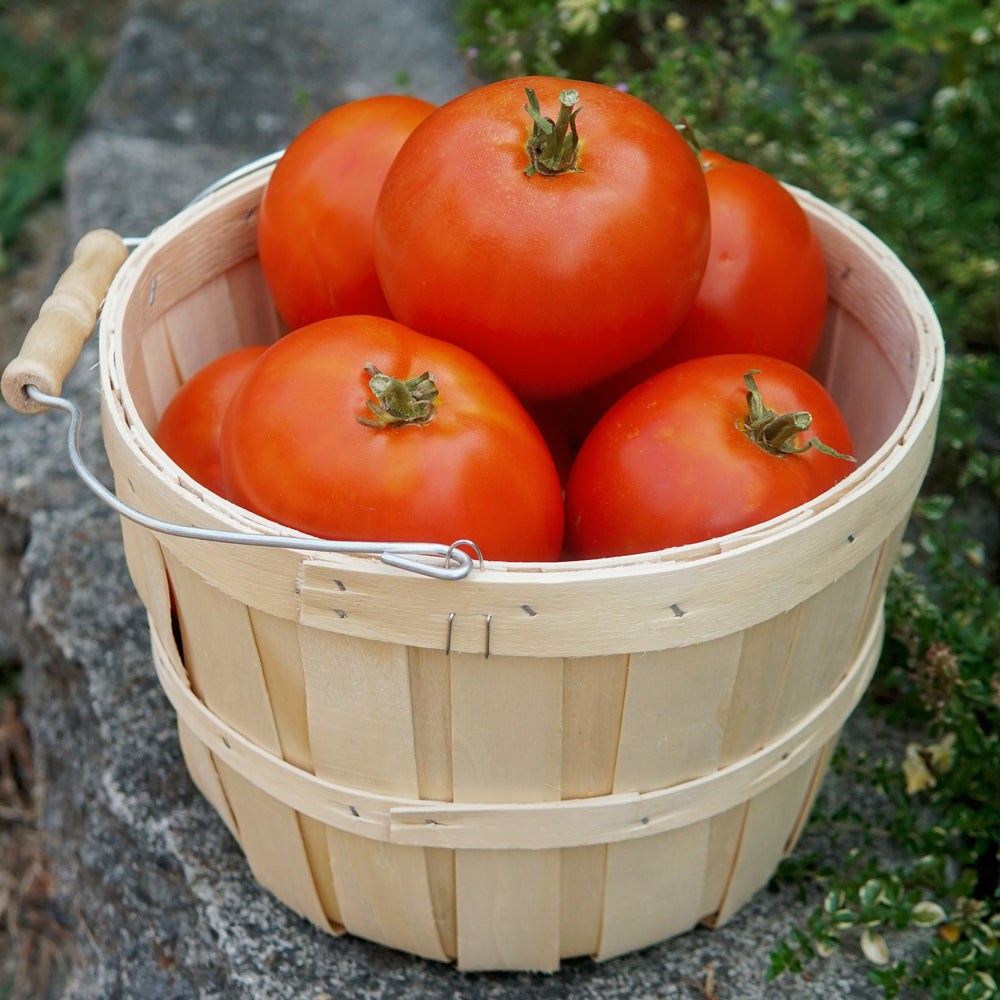 Territorial Seed Company Umpqua Beauty Tomato - Thumbnail 3