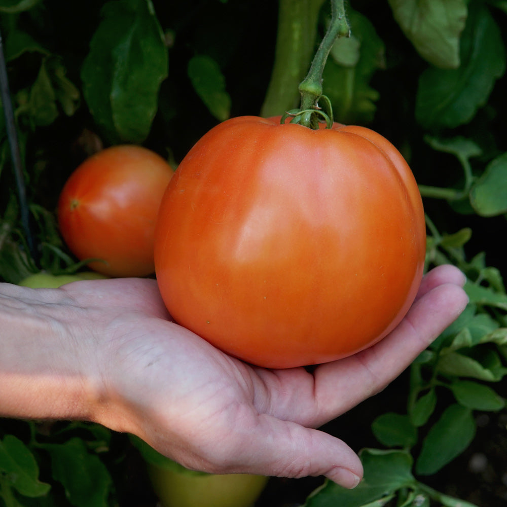 Territorial Seed Company Umpqua Beauty Tomato - Thumbnail 2
