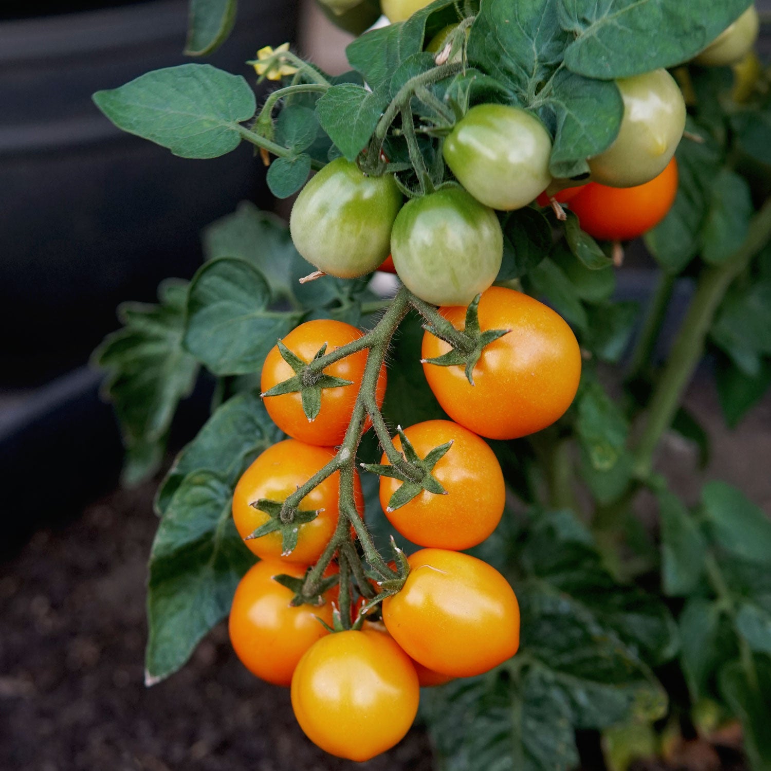 Pillar Catch Orange Tomato - Thumbnail 3