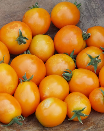 PILLAR™ CATCH ORANGE-TOMATO