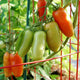 Pomodoro Squisito Tomato
