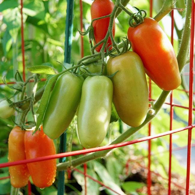Pomodoro Squisito Tomato
