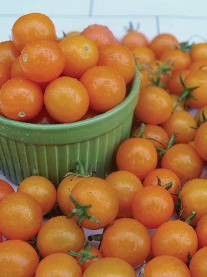 SUNGOLD-TOMATO