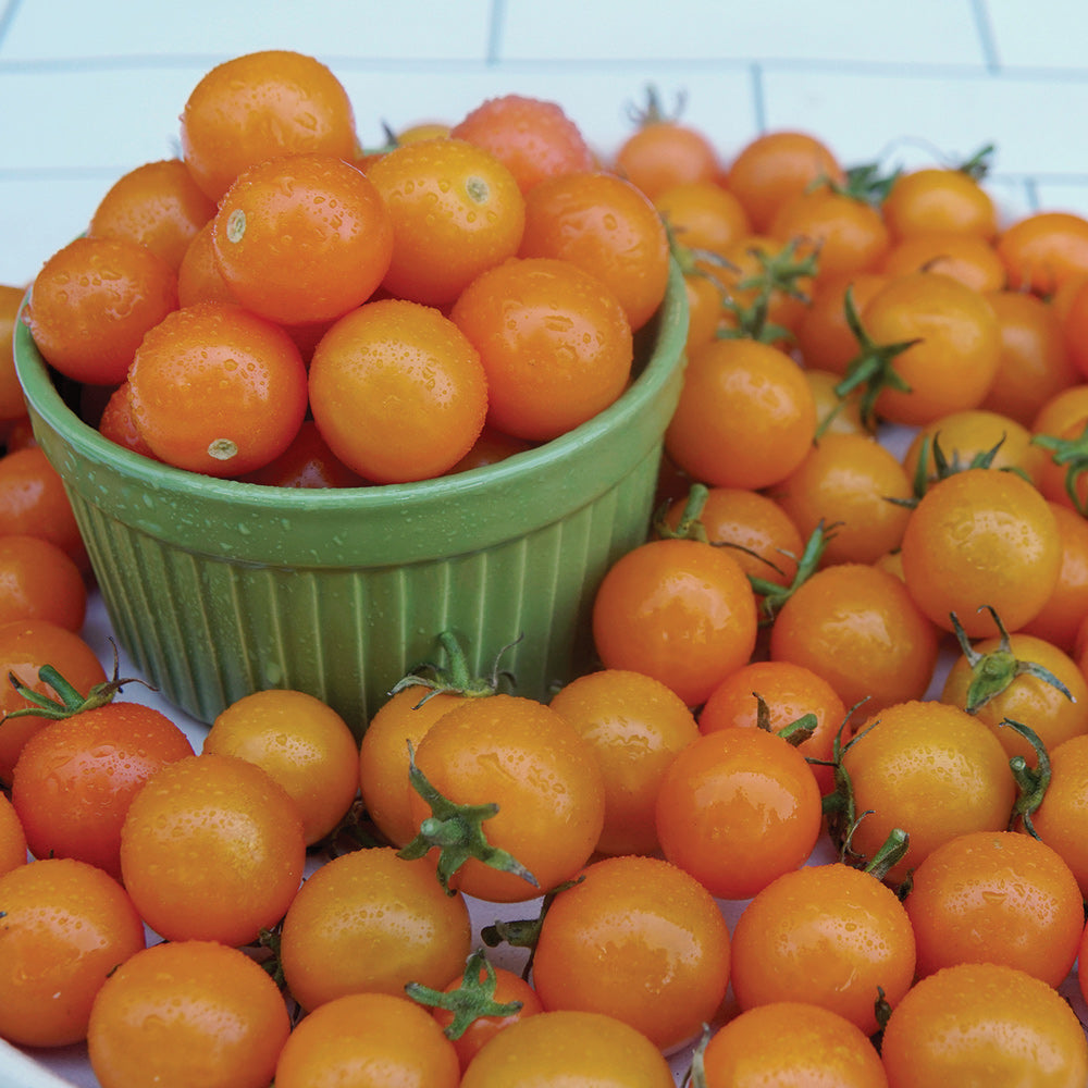 25 Sungold Cherry Tomato Seeds - Authentic F1 Hybrid - Organic Non-GMO - Free Shipping - 98% Germination