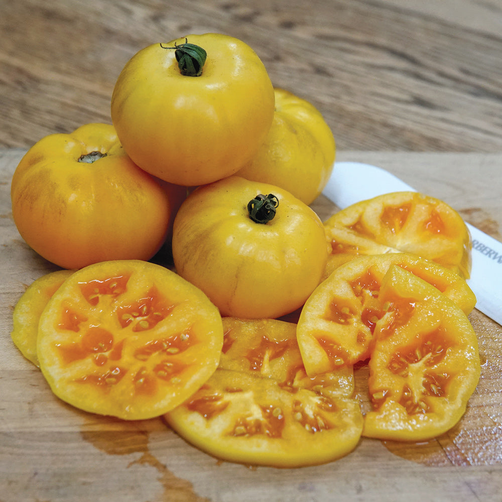 garden treasure tomato seeds Golden Treasure Tomato Seed 1 gram