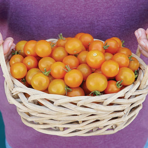 ORANGE PARUCHE-TOMATO