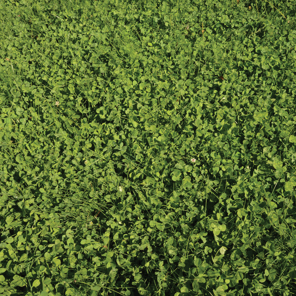 ECOEASE MICROCLOVER AND FESCUE LAWN MIX | Territorial Seed