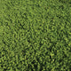 ECOEASE MICROCLOVER AND FESCUE LAWN MIX