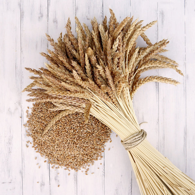 RED FIFE WHEAT-WHEAT