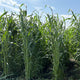 Tall green grasses swaying in a field with a blue sky.