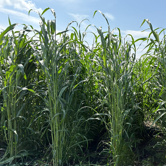 Tall green grasses swaying in a field with a blue sky.