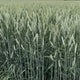 GUNNER™ TRITICALE