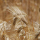 Close-up of english squarehead wheat ears with a blurred background