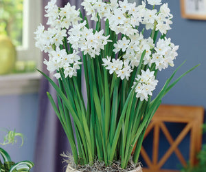 A pot of paperwhite narcissus bulbs with white flowers and green leaves, placed on a windowsill in a home setting.