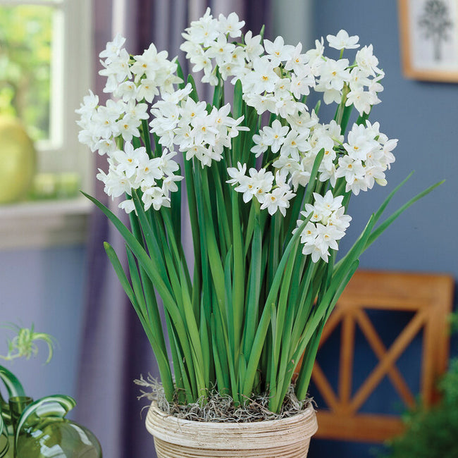 A pot of paperwhite narcissus bulbs with white flowers and green leaves, placed on a windowsill in a home setting.