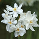 Close up view Narcissus Paperwhite flowers with garden in the background.