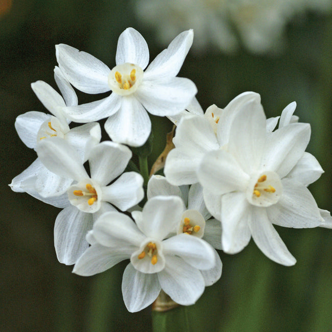 Close up view Narcissus Paperwhite flowers with garden in the background.