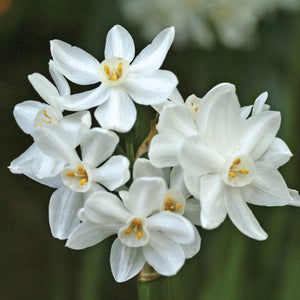 Close up view Narcissus Paperwhite flowers with garden in the background.