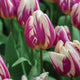 HAPPY FEET TULIP