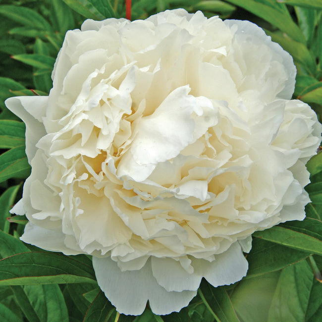 A close-up image of a bowl of cream white double bloom peony flower with green leaves in the background.