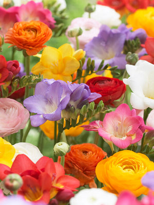 Multicolored flowers including red, yellow, pink, and purple in a garden setting. This is a mix of various flower types.
